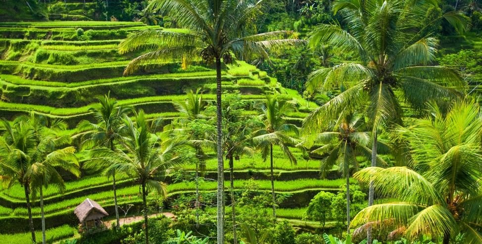Digital Nomad Bali